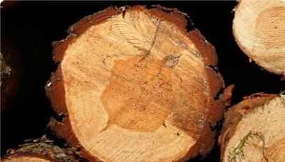 木材的一些基础术语，你认识多少？